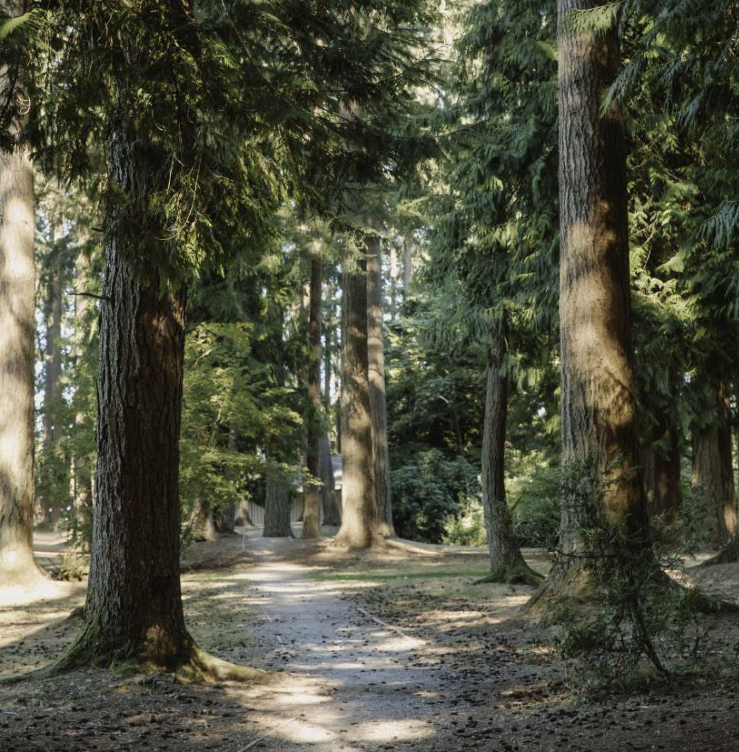 Forest bathe in the neighbourhood parks